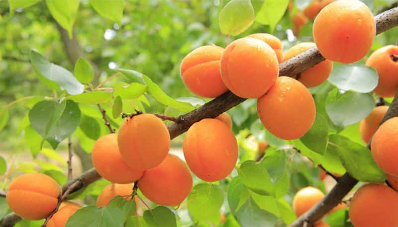 how to grow apricot tree