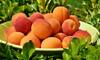 benefits Of Adding Apricots To Your Diet