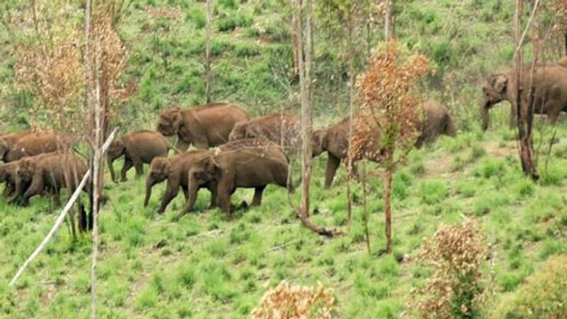 10 wild elephants died in mysterious circumstances in three days in madhya pradesh