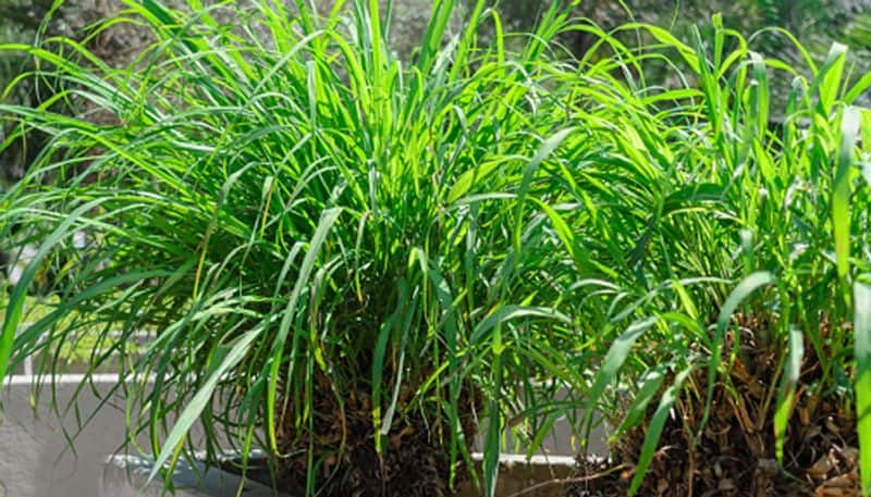 how to grow Lemongrass Plant  as indoor plant