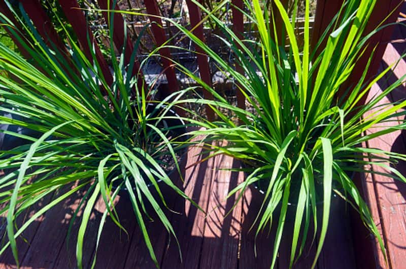 how to grow Lemongrass Plant  as indoor plant