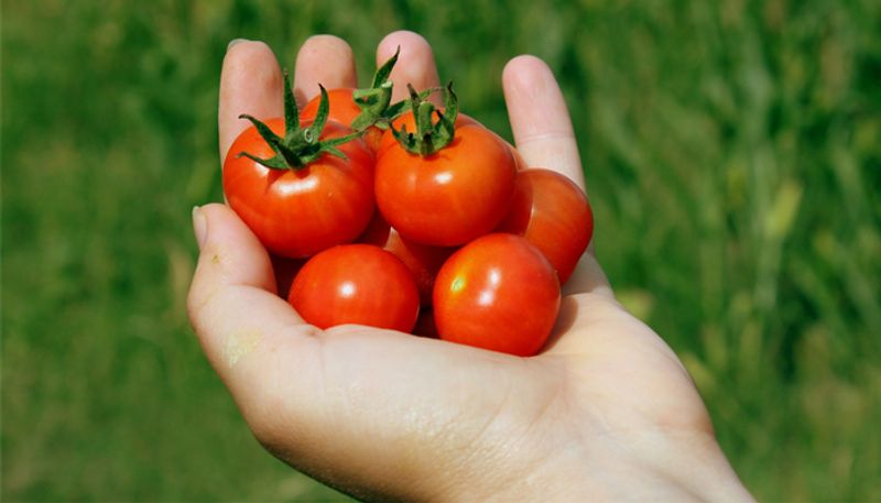 grow cherry tomato in your home