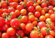 Red tomatoes, hope of relief is less now