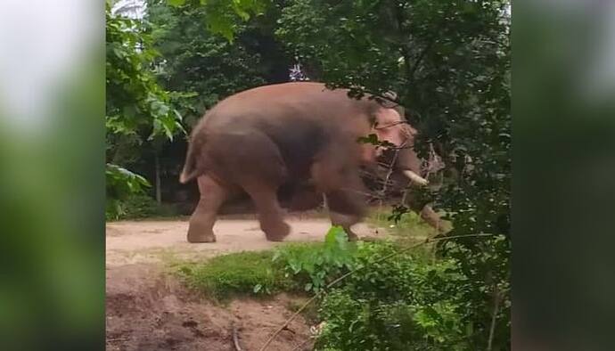 জঙ্গলে খাবারে আকাল, গ্রামে ঢুকে রেশন দোকানে হানা দিল হাতি