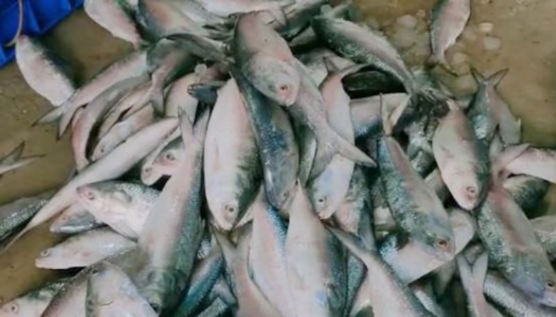 West Bengal: Hilsa fish farming resumes in Bhatar villages as part of Unlock 4-dbr