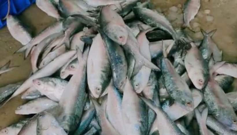 West Bengal: Hilsa fish farming resumes in Bhatar villages as part of Unlock 4
