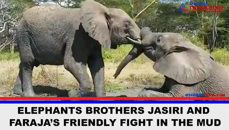 Orphaned elephant brothers play in mud; adorable video goes viral