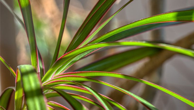 how to grow Dracaena bonsai