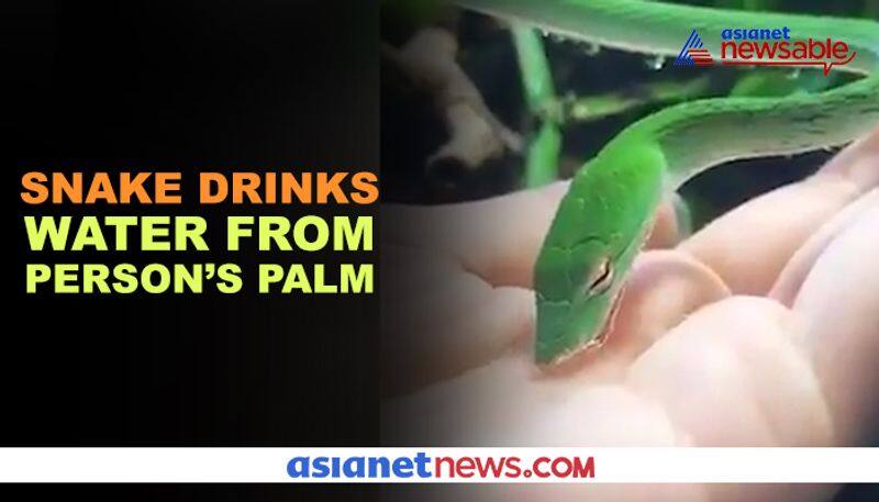 Viral video: Snake drinks water from person's palm