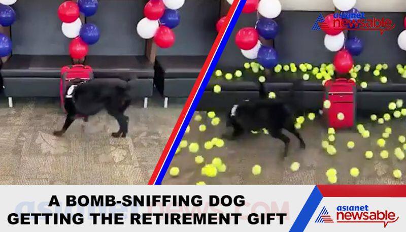 Watch Bomb-sniffing dog gets best retirement gift