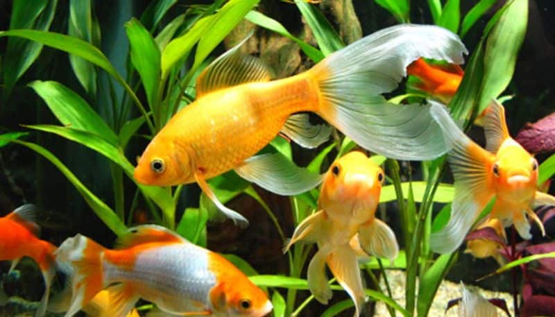 how to care aquarium plants