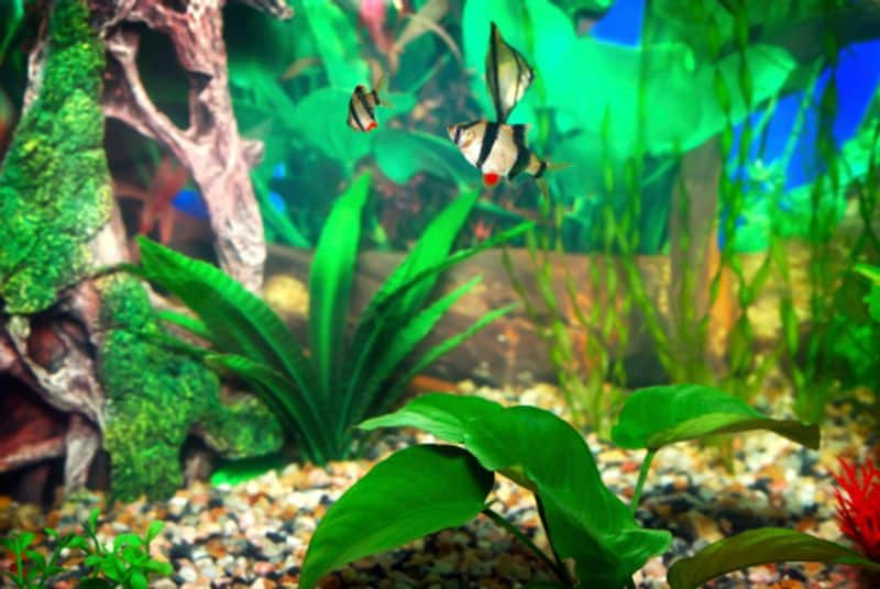 how to care aquarium plants