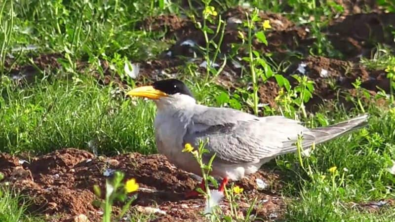 Birds breeding at Bhadra backwater place