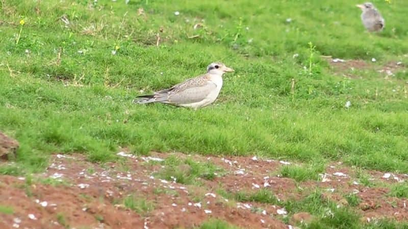 Birds breeding at Bhadra backwater place