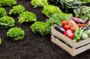 Gardening Guide: 7 Secret tips to Grow healthier vegetables in your backyard