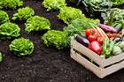 Gardening Guide: 7 Secret tips to Grow healthier vegetables in your backyard