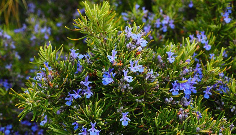 greens for chickens and goats in our home