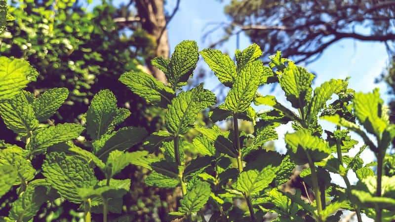 greens for chickens and goats in our home