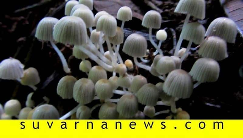 Photo gallery of beautiful mushroom in madikeri