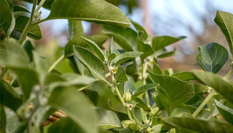 how to grow ashwagandha