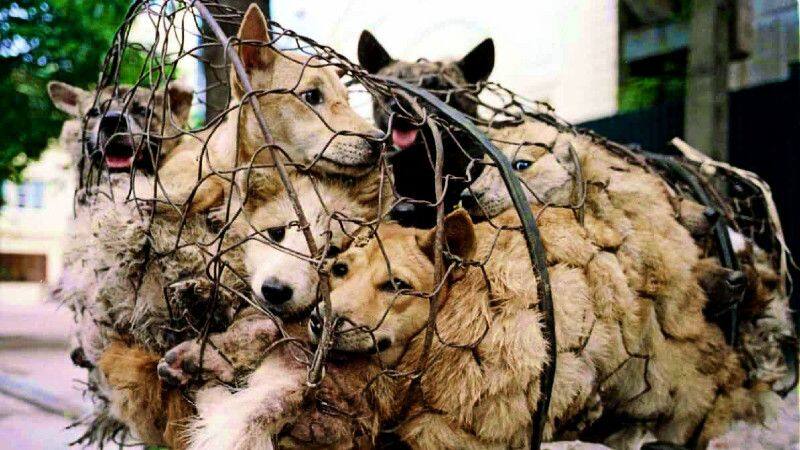 Thousands of dogs slaughtered as Yulin's 10-day festival carries on despite COVID-19 pandemic