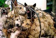 China kills thousands of dogs in Yulin festival during pandemic. We wonder who the real animal is!