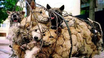 China kills thousands of dogs in Yulin festival during pandemic. We wonder who the real animal is!