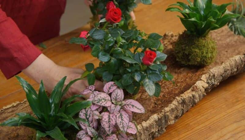 grow plants in your dining table