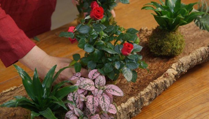 grow plants in your dining table