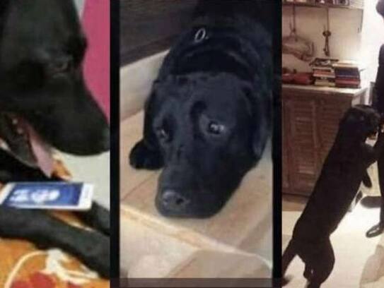 Fact Check Sushant Singh Rajput Dog Fudge is Not Dead