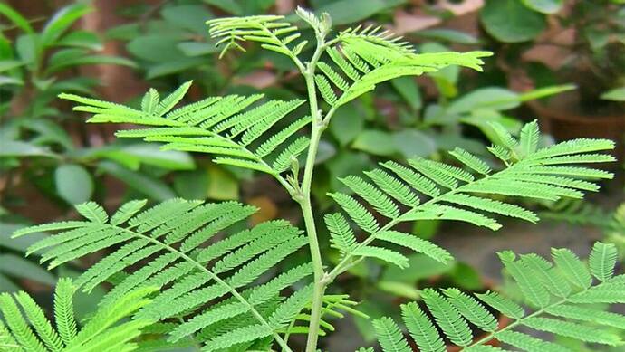 দুর্গাকে একটি লজ্জাবতীর পাতা অর্পন করে আর্থিক সমস্যা থেকে মুক্তি পান, জানুন কীভাবে সেটি দেবেন 