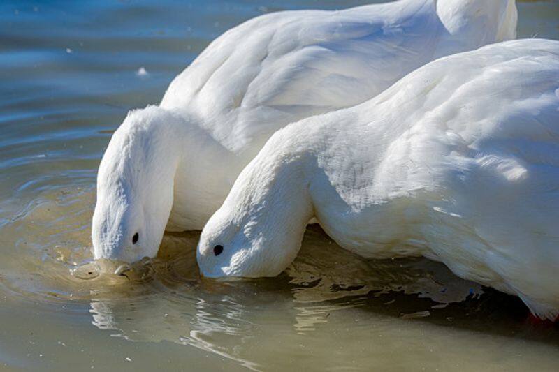 fish and duck farming