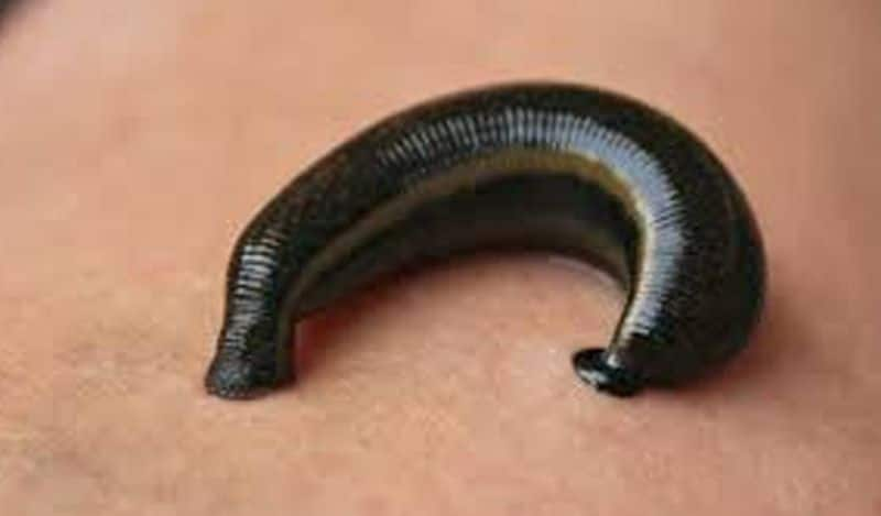 Amazing facts about leeches you must know pav