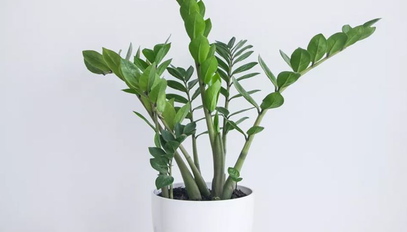 grow zz plant with less care