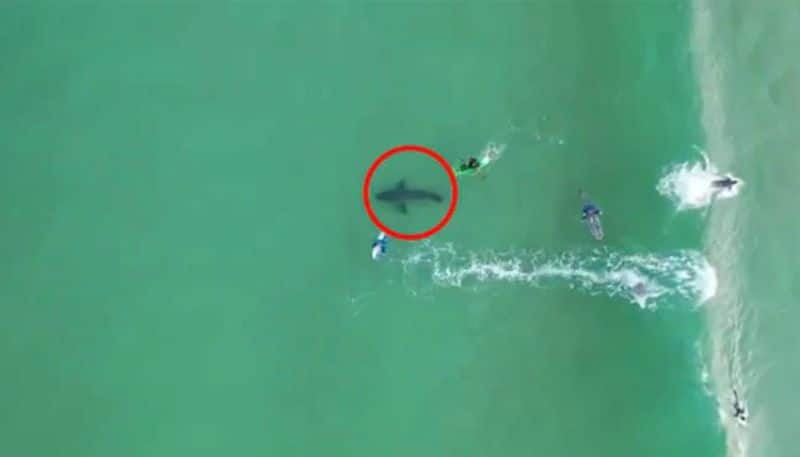 Drone video Shows Great White Shark Beneath Oblivious Surfers