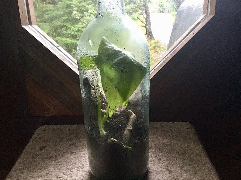 bottle garden tips