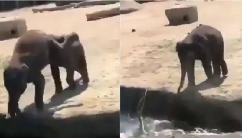 Watch viral video Baby Elephant Pushes His Friend Into Water