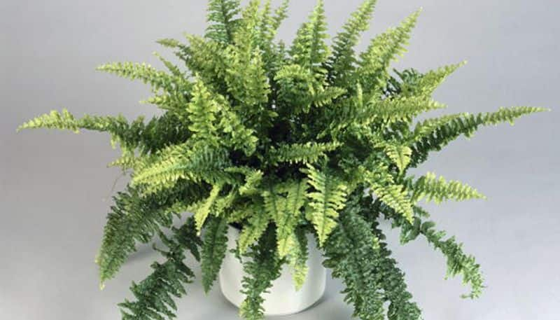 varieties of Boston Fern