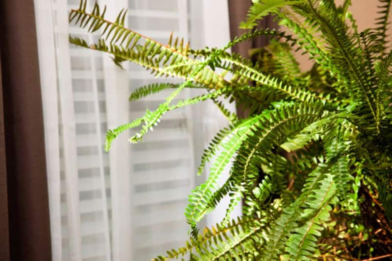 varieties of Boston Fern