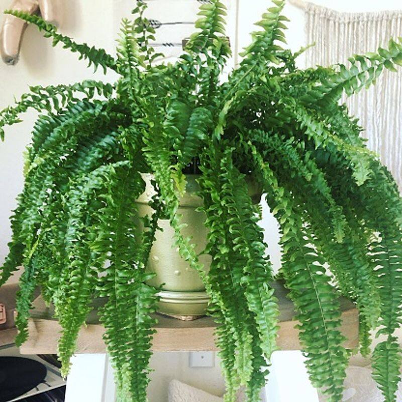 varieties of Boston Fern