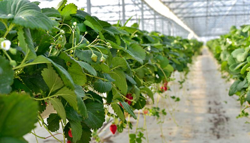 hydroponic farming in home