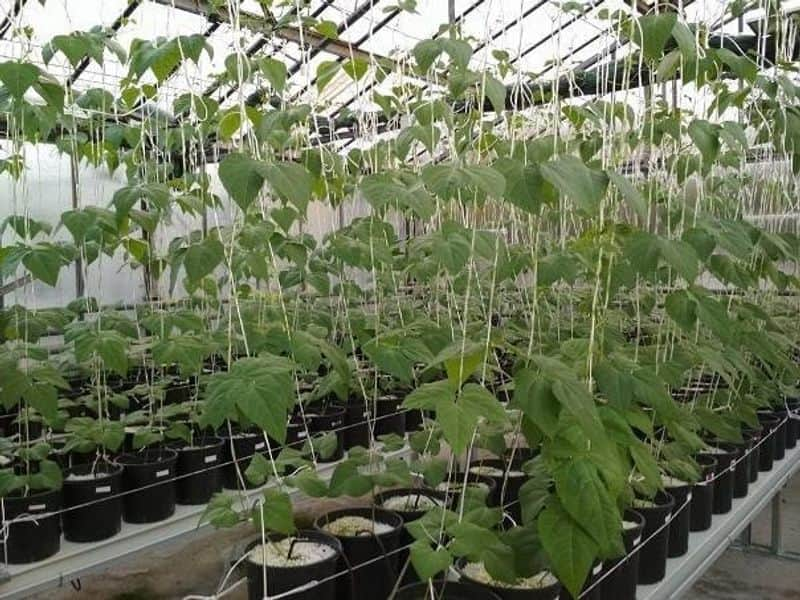 hydroponic farming in home