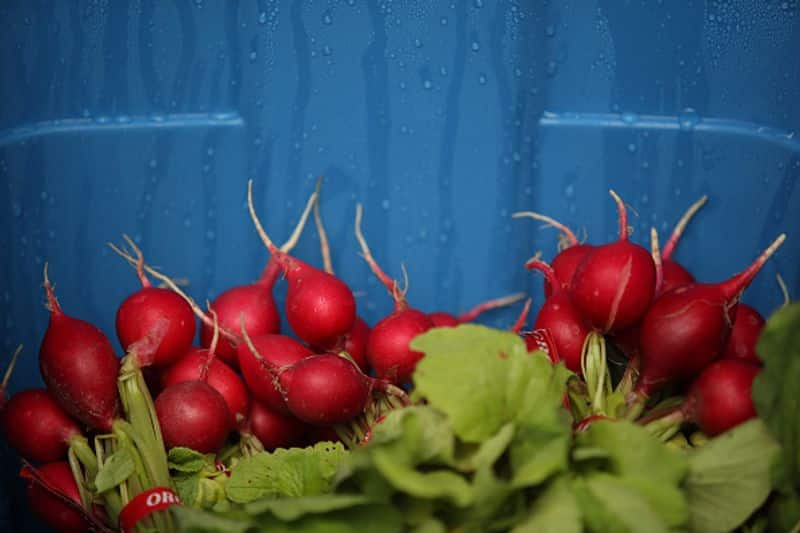 hydroponic farming in home