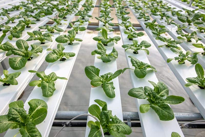 hydroponic farming in home