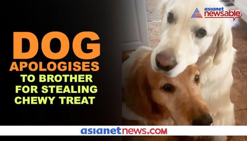 Dog apologises to brother after stealing his food; act caught on video