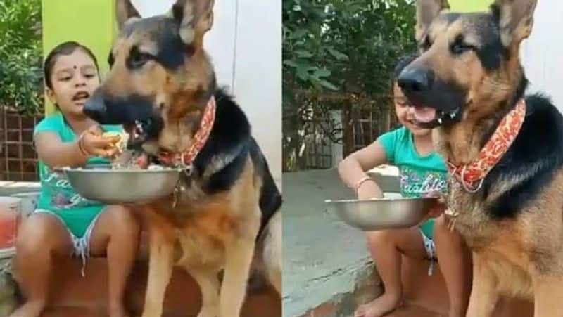 little girl feeds german shepherd food with her hands