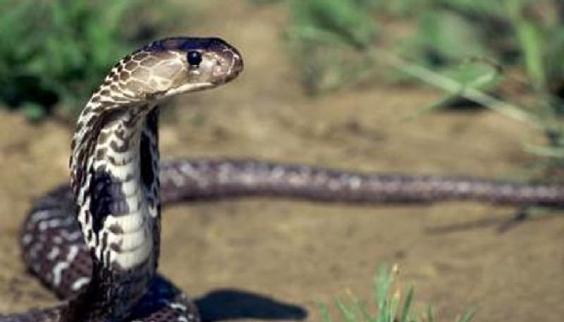 Cobra found near chamundibetta Mysuru snr