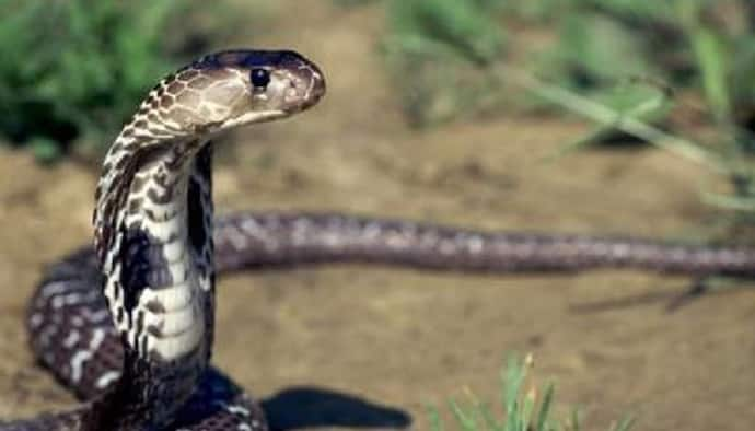 Teenager dies of snakebite in Lakhimpur Kheri