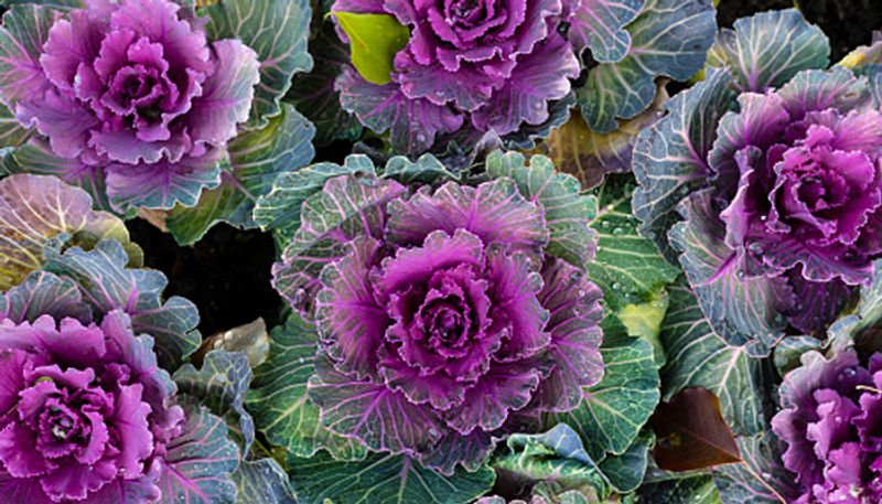 Flowering cabbage or ornamental cabbage for plant lovers