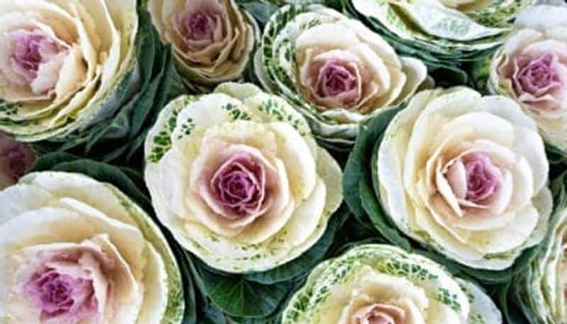 Flowering cabbage or ornamental cabbage for plant lovers